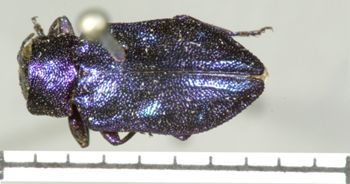 Media type: image;   Entomology 2706 Aspect: habitus dorsal view
